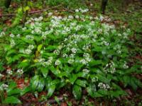 Größere dichte Bärlauch Blütengruppe